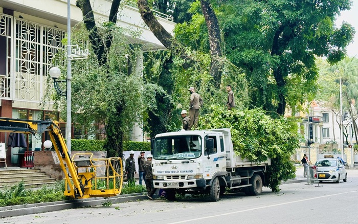dây an toàn - tỉa cây cao
